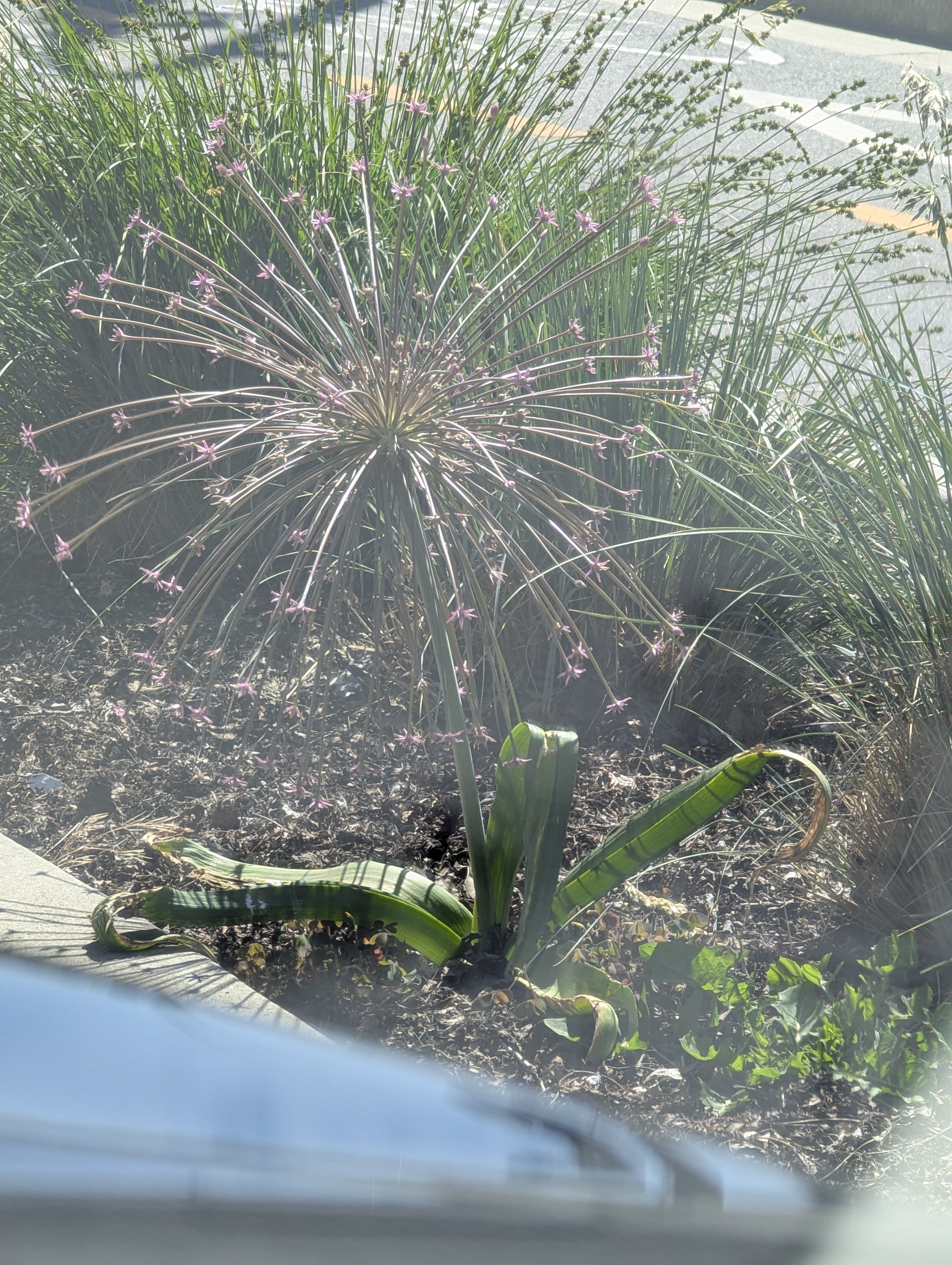 Birthday Trip to Canada, Victoria, Vancouver Island, British Columbia